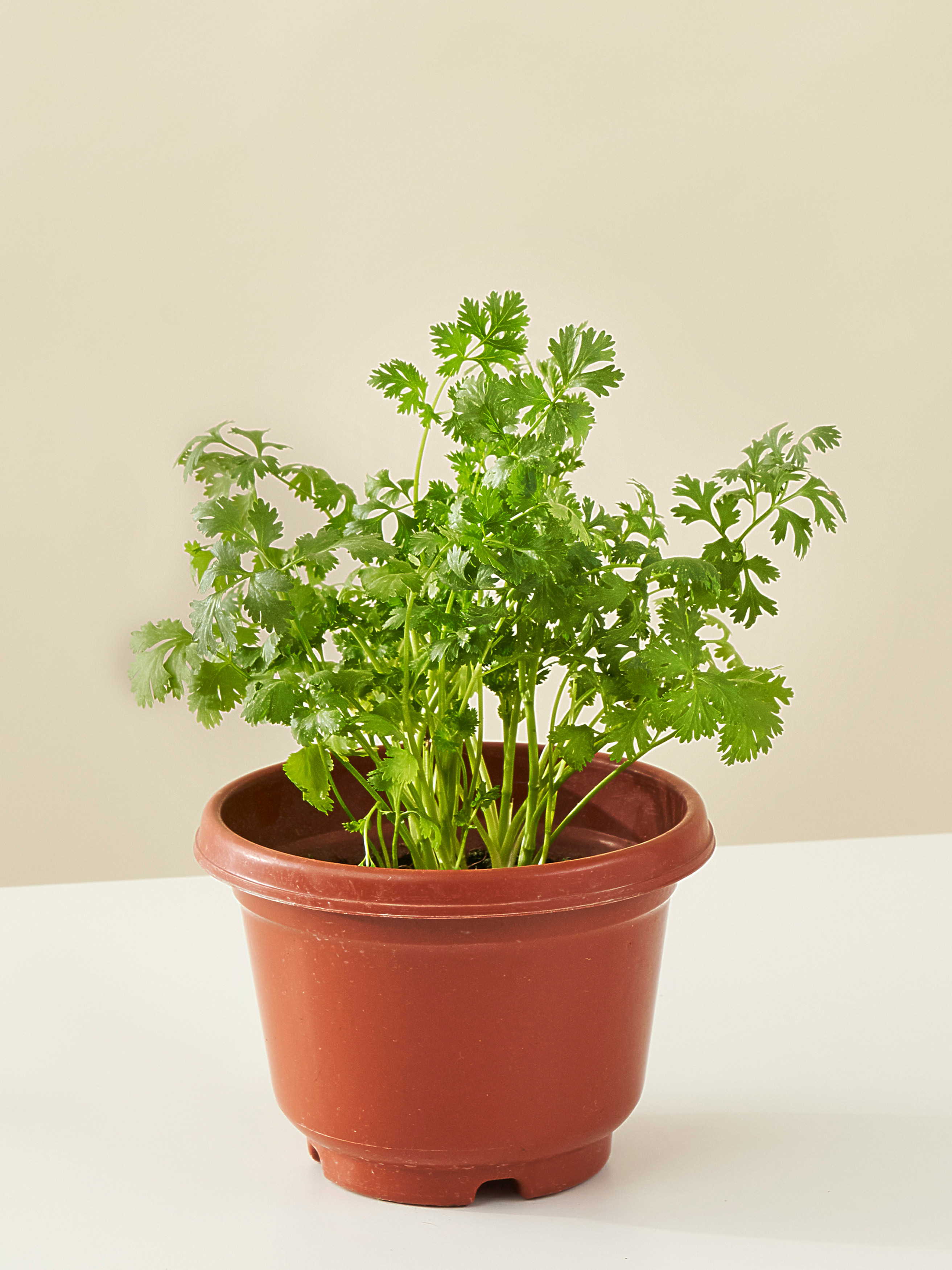Coriander