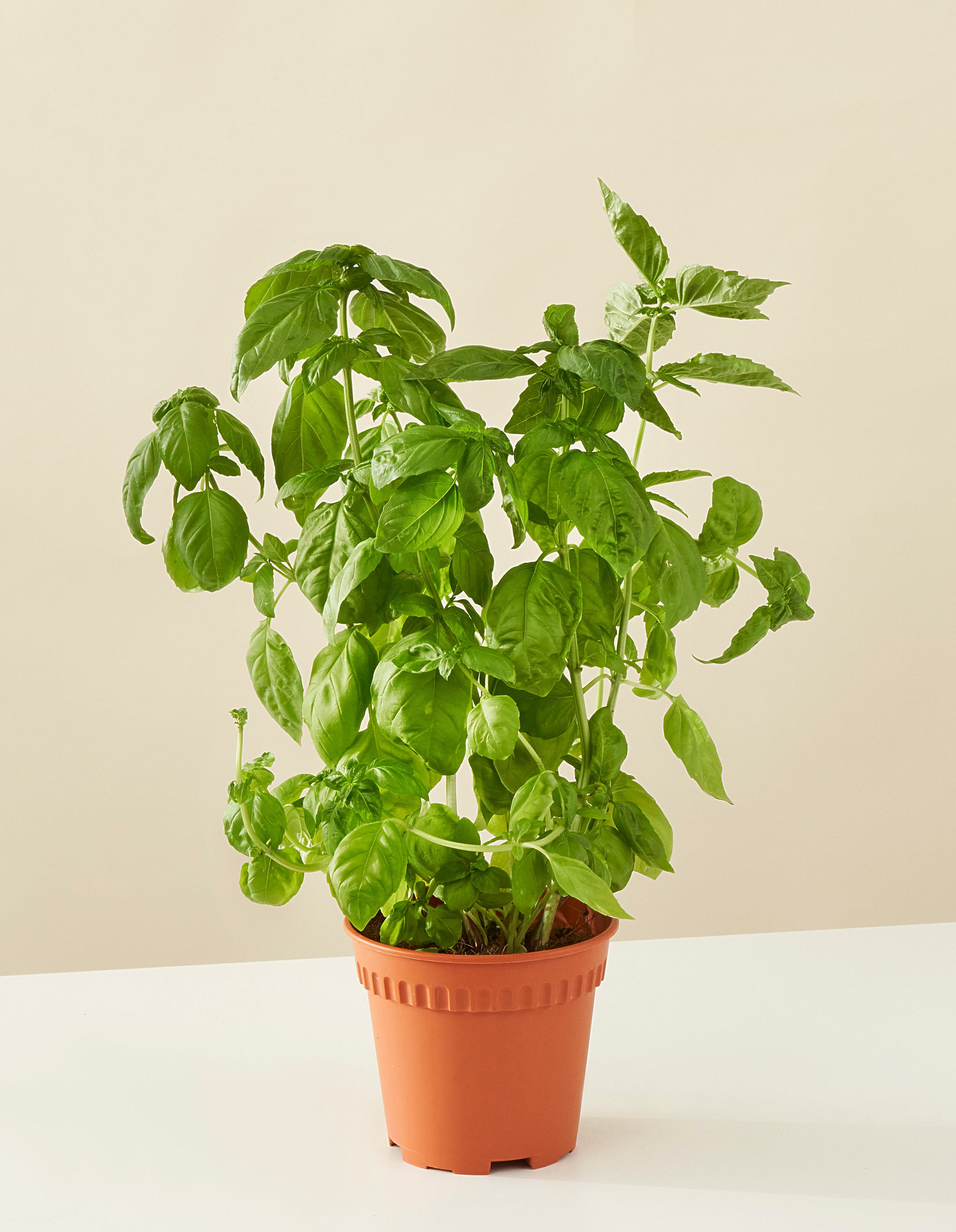Sweet basil
