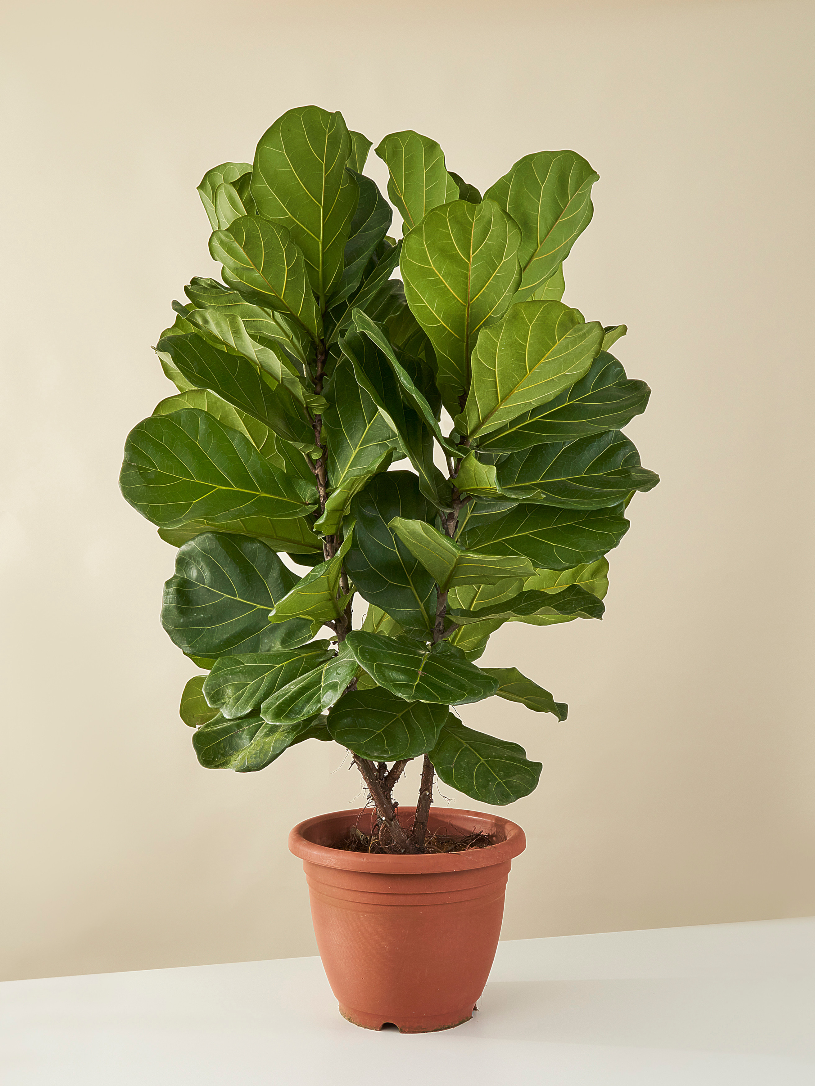 Ficus lyrata
