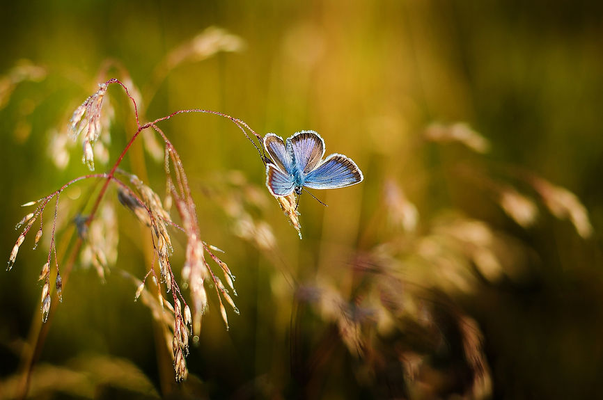 butterfly-g5dececb95_1920.jpg