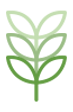 Plante verte