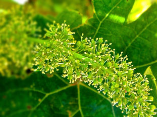 The critical window. Why nutrition at flowering can shape your vintage.