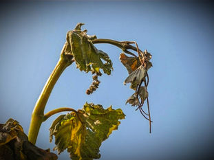 Grapevine Recovery After a Frost Event