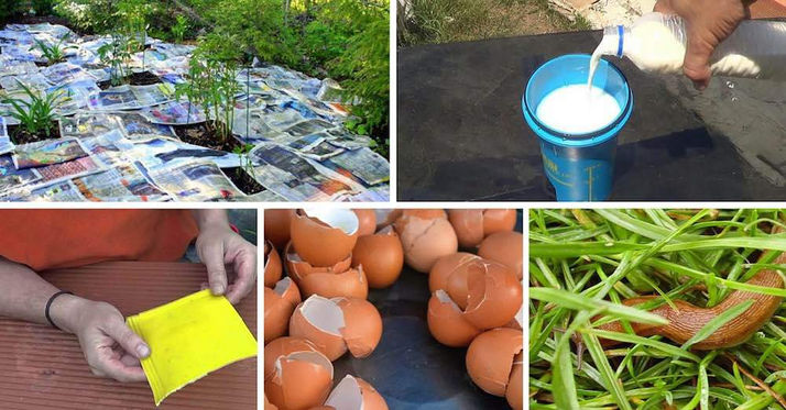 12 Pesticidas caseros ecológicos para plantas