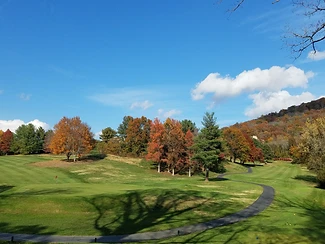 A field with some trees 