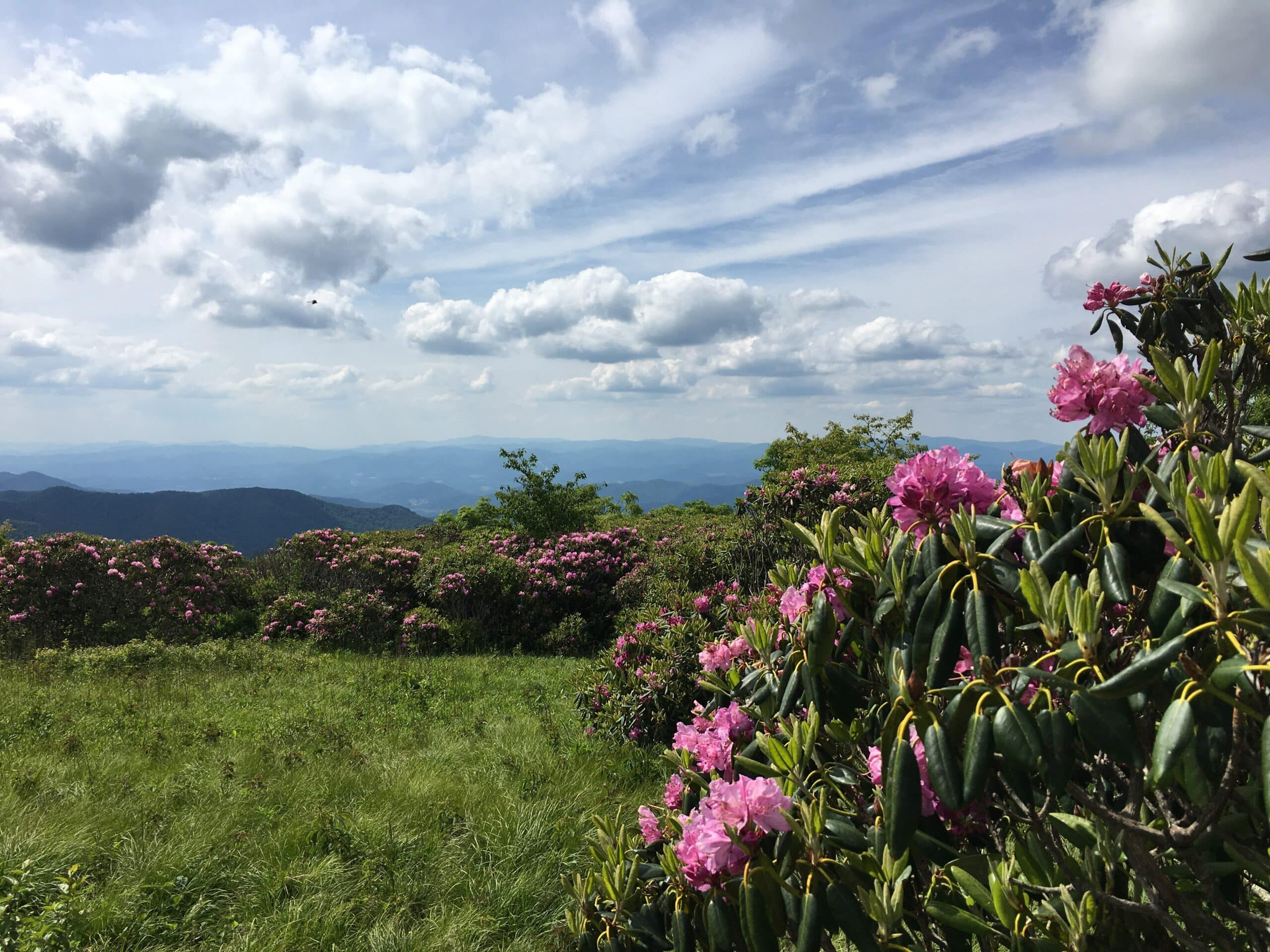 The Best Places to See Spring Flowers in Asheville