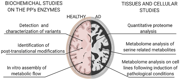 studies on the three enzymes of the “phosphorylated pathway” 1