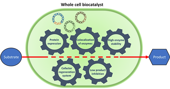Whole cells biocatalyst