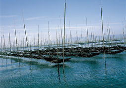 海苔網.jpg