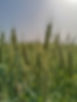Springsure Rural | Rural, Animal and Pet Supplies