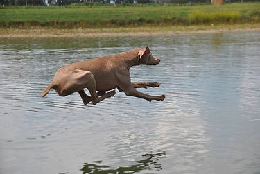 Hickory dock diving copy.jpeg