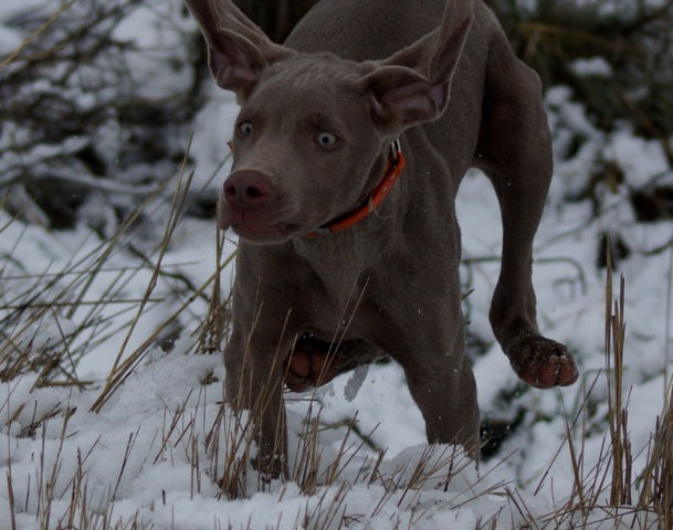 Snow Hunt.jpeg