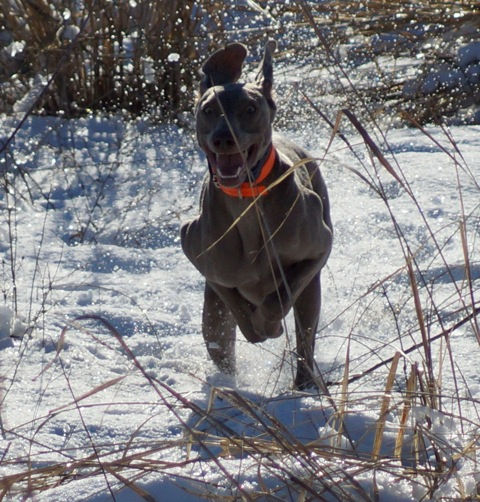 Snow Run.jpeg