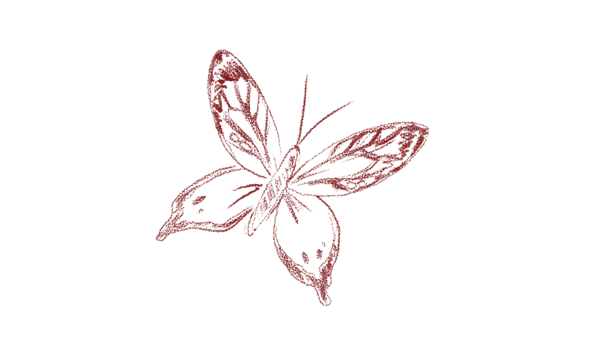 butterfly digital animation. Micaela Ortega animation