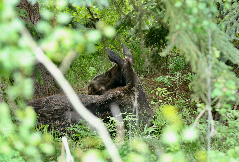 Moose in the Front Yard Natural Area