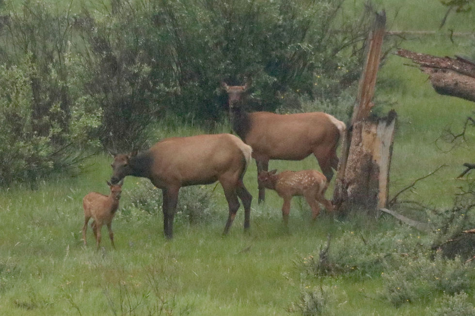 Elk calves very early one morning - stll pretty dark outside