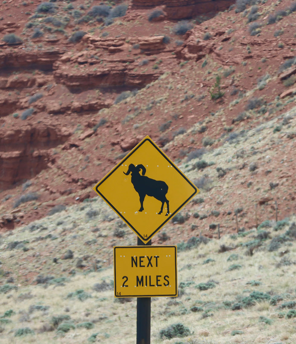 Ha! It should read "Big Horn Sheep Next 2 Miles . . . During Winter!"