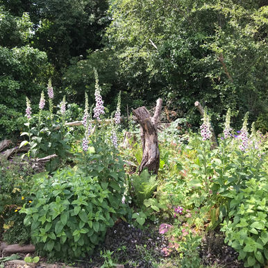 Pretty flowers growing everywhere