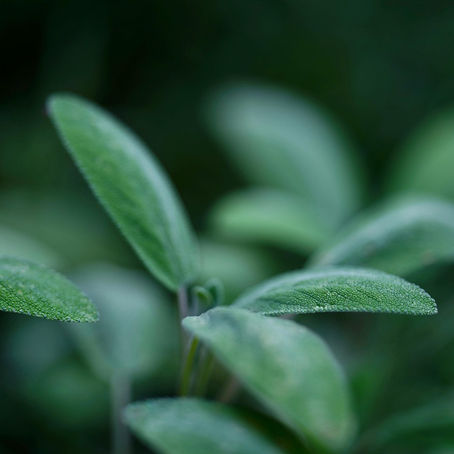 Accompagner le vivant à travers les thérapies naturelles