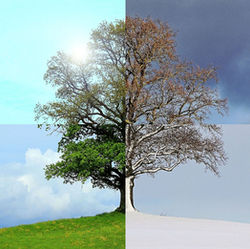 Arbre illustrant les cycles naturels et l’adaptation du corps aux saisons