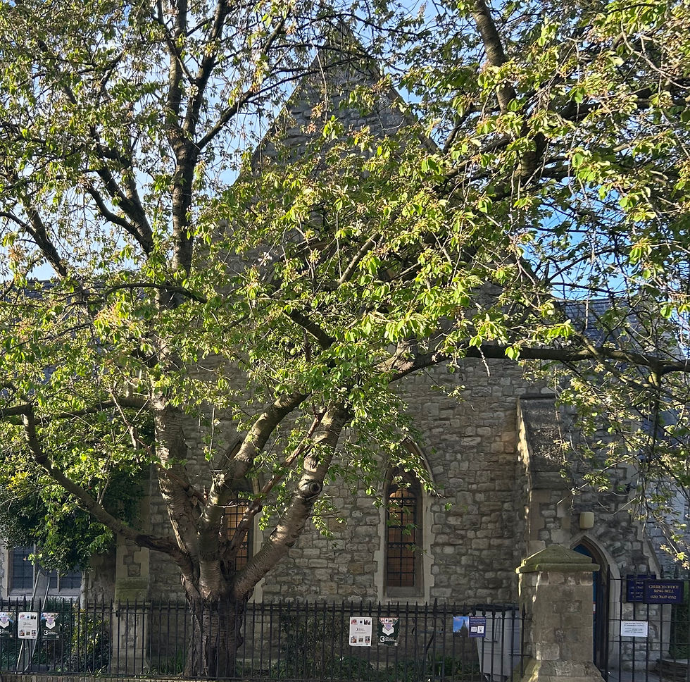 圣安德鲁教堂 摄影:张璐诗