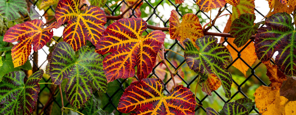 Autumn leaves at Boise Botanical Gardens