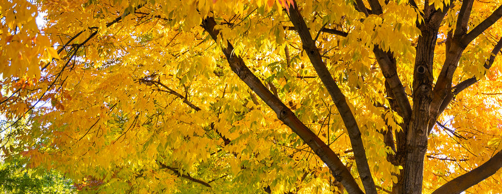 Autumn trees filling the streets in Downtown Boise