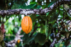 Belterra discute força de trabalho na cacauicultura