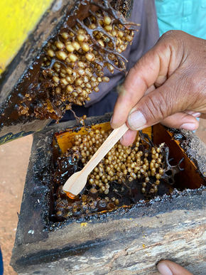 Evento Meliponicultura Pará