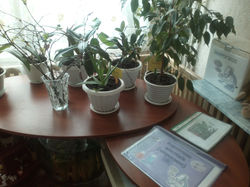 Куточок природи