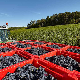 Champagne prepares for the upcoming harvest