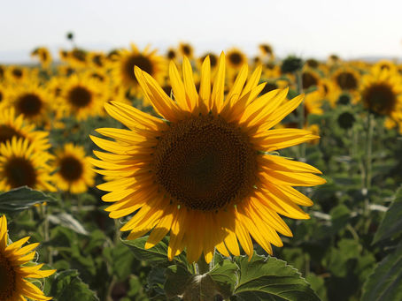 Unlock Health Benefits: Nutritional Advantages of Refined Sunflower Oil