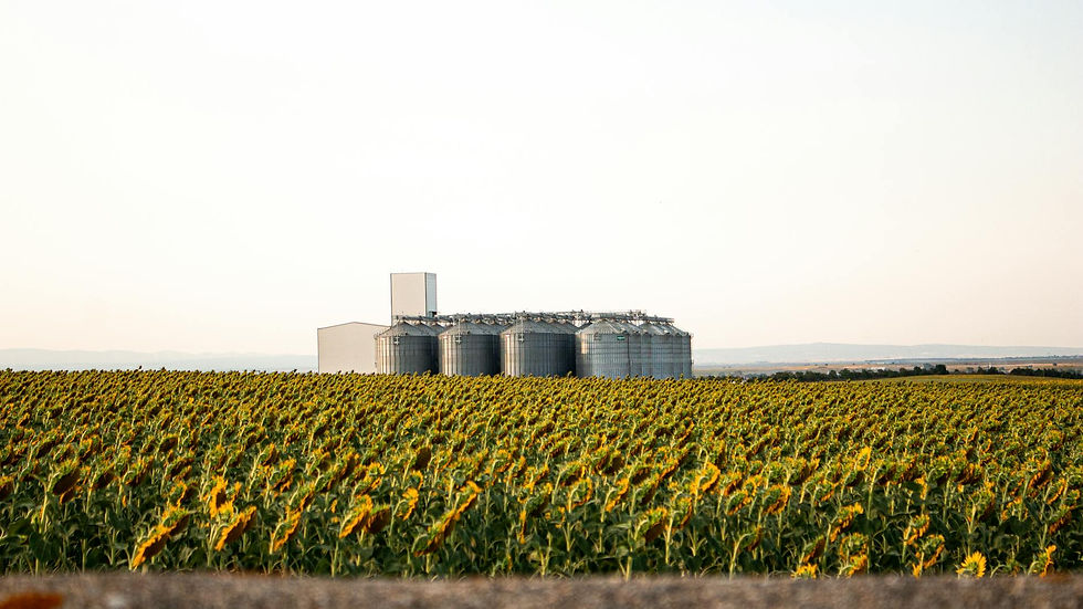 A serene sunflower field stretches to silos under a clear sky, epitomizing rural agriculture.