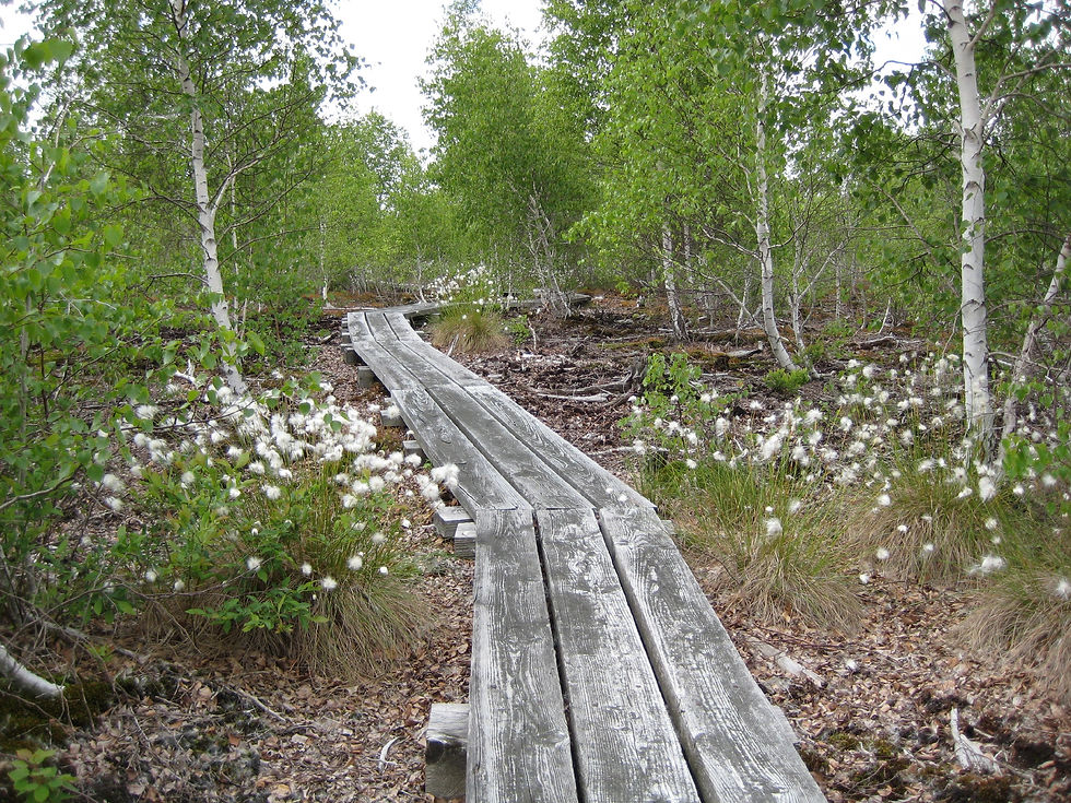 Wainfleet Bog Cotton Grass