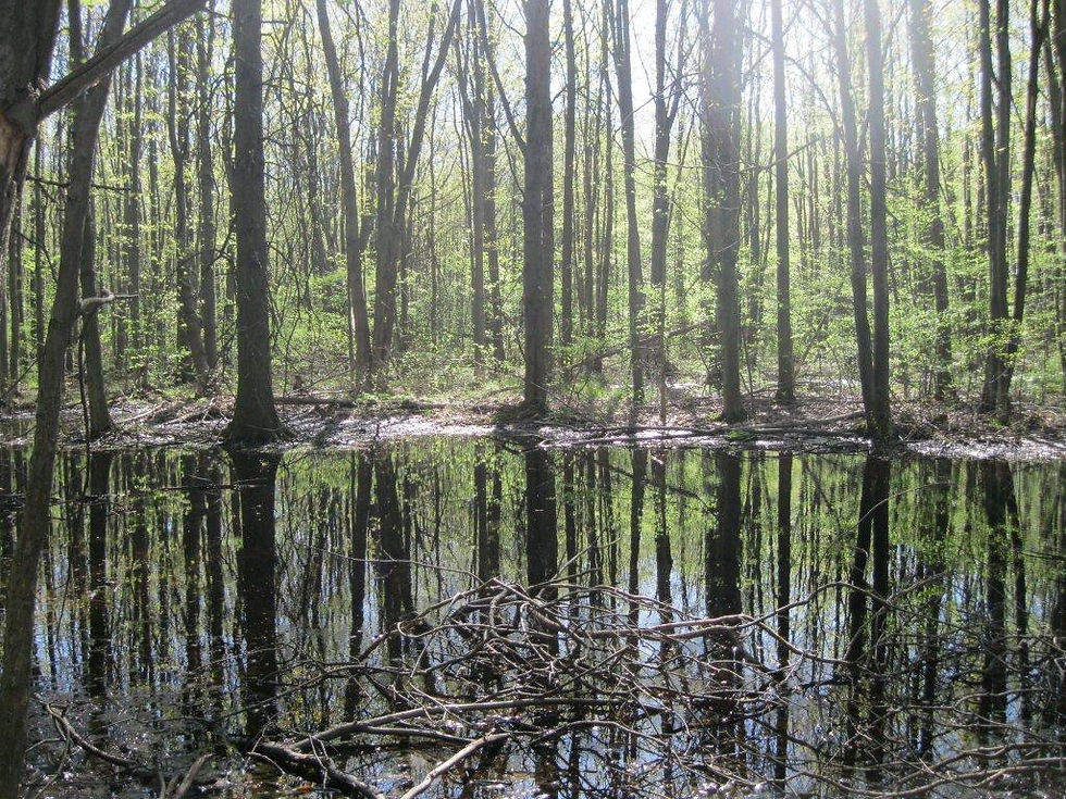Niagara Falls Swamp