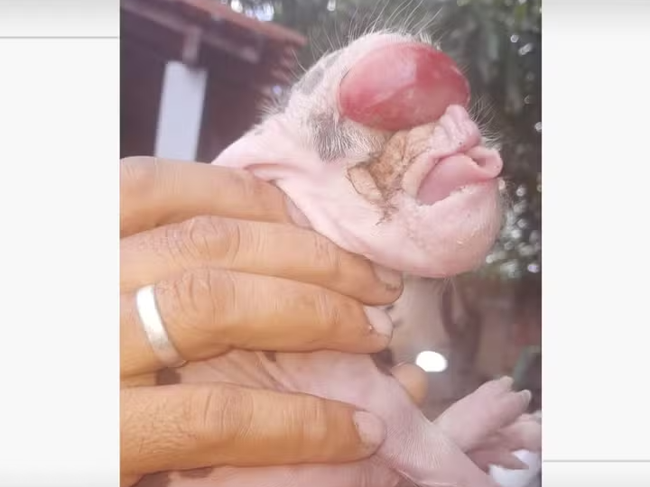 Leitão sem olhos e com malformação na boca morre dois dias após nascimento em Piripiri
