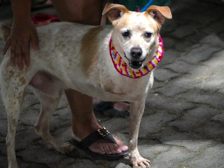 Centro de Referência Animal promove Feira de Adoção de Cães e Gatos neste domingo (29)