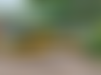 Frota do Transporte Escolar de Ilhabela garante atendimento a mais de 1,6 mil alunos da rede municipal