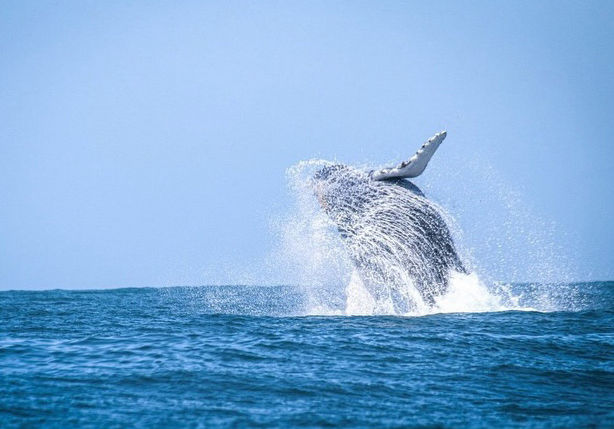 Presença de baleias-jubarte fora da temporada reforça ações de educação ambiental em São Sebastião