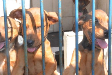 Entenda como funciona o Centro de Controle de Zoonoses em Caraguatatuba