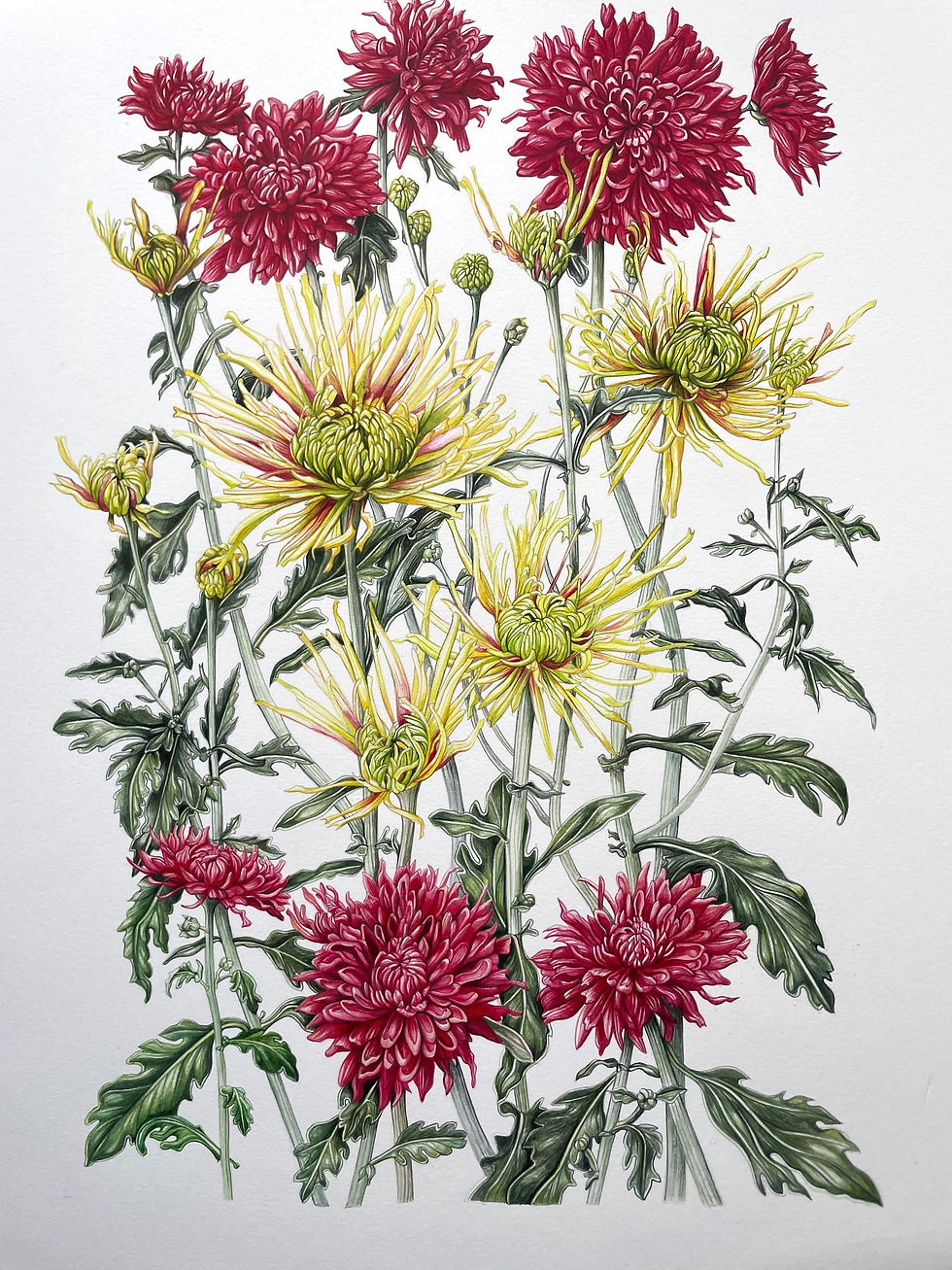 CHRYSANTHEMUMs