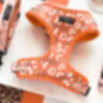 Stay Wild Adjustable Neck Harness