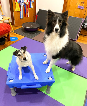 collie and jack russell terrier on Klimb table
