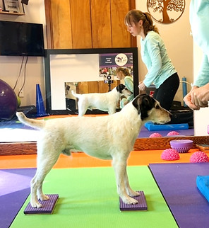 jack russell foot targets balanced