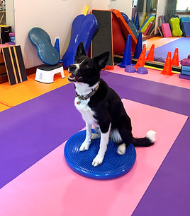 collie on balance disc
