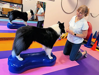 collie balancing on giant fitbone