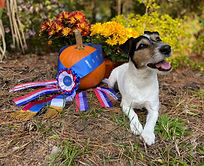 Stewie rally-o ribbon