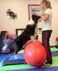 collie on peanut