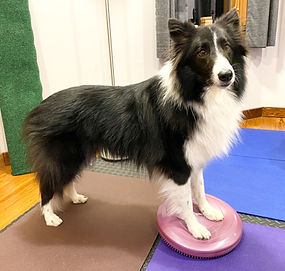 collie on balance disc