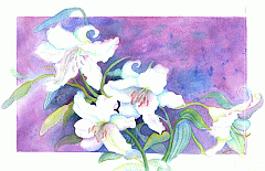 #72 Lily White Magic